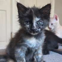 Thumbnail photo of Mysty #1