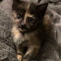 Thumbnail photo of Mysty #2