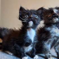 Thumbnail photo of Mysty #3