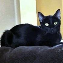 Thumbnail photo of Luna ♡ #1