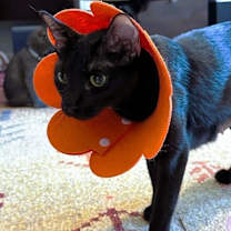 Thumbnail photo of Luna ♡ #2