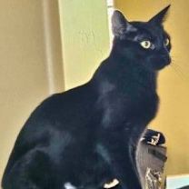 Thumbnail photo of Luna ♡ #3