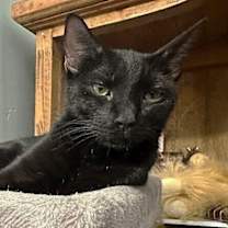 Thumbnail photo of Luna ♡ #4