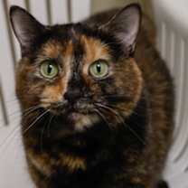 Thumbnail photo of Monkey #1