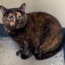 Thumbnail photo of Monkey #2