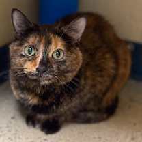 Thumbnail photo of Monkey #3