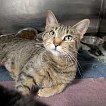 Thumbnail photo of Momma Cat #1