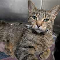 Thumbnail photo of Momma Cat #2