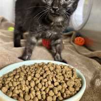 Thumbnail photo of A196722 #2