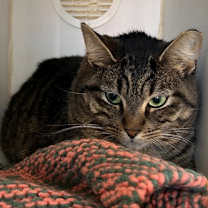 Thumbnail photo of Princess #3