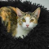 Thumbnail photo of Patches #1