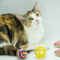 Thumbnail photo of Patches #2