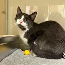 Thumbnail photo of Patches O’Houlihan #1