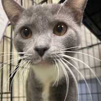 Thumbnail photo of Chicklet-Bonded #1