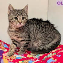 Thumbnail photo of Olaf #1