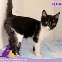Thumbnail photo of Flurry #1