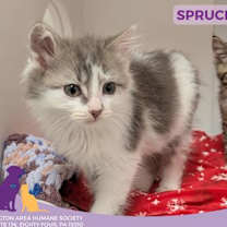 Thumbnail photo of Spruce #1