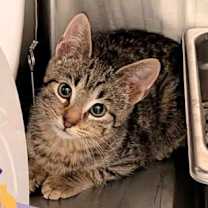 Thumbnail photo of Olaf #2