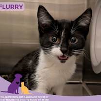Thumbnail photo of Flurry #2