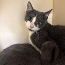 Thumbnail photo of Patches O’Houlihan #2