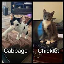 Thumbnail photo of Cabbage-Bonded #2