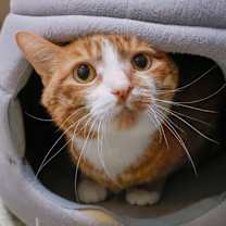 Thumbnail photo of Toesies (bonded with Ellwood) #1