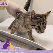 Thumbnail photo of Alba #2