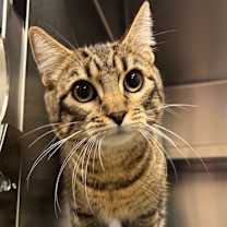 Thumbnail photo of Tally #1