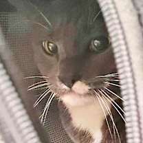 Thumbnail photo of Smokey #1