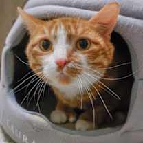 Thumbnail photo of Toesies (bonded with Ellwood) #2