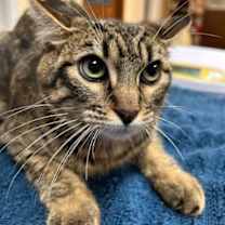 Thumbnail photo of Tally #2