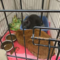 Thumbnail photo of Toesies (bonded with Ellwood) #3