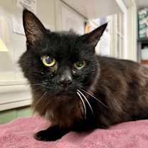 Thumbnail photo of Zabone #2