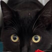 Thumbnail photo of Scottie #1