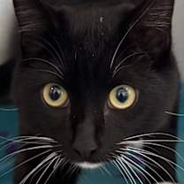 Thumbnail photo of Scottie #2