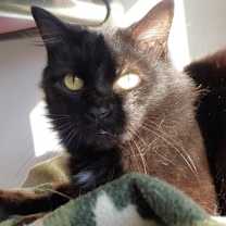 Thumbnail photo of Chi Chi #3