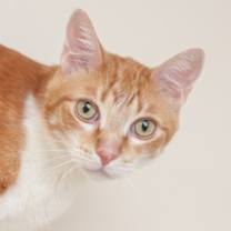 Thumbnail photo of Wrex #1