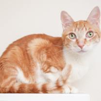 Thumbnail photo of Wrex #2