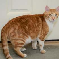 Thumbnail photo of Wrex #3