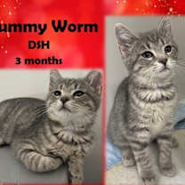 Thumbnail photo of Gummy Worm #1