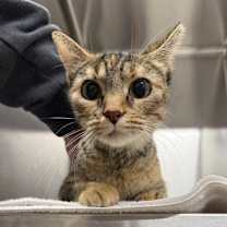 Thumbnail photo of MotherGinger #2