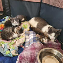 Thumbnail photo of Bernie #2