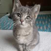 Thumbnail photo of Annie #1