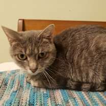 Thumbnail photo of Pippi #2