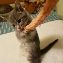 Thumbnail photo of Annie #3