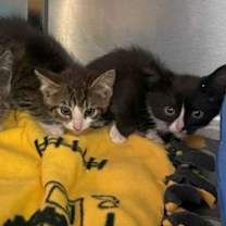 Thumbnail photo of Pat #3