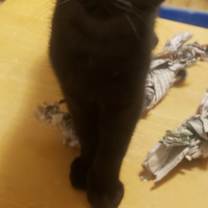 Thumbnail photo of Olive #2