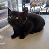 Thumbnail photo of Olive #3