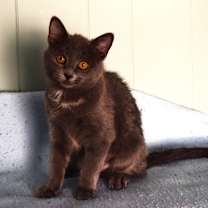 Thumbnail photo of Ellie #2