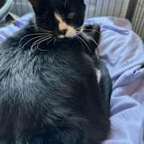 Thumbnail photo of Starr #2